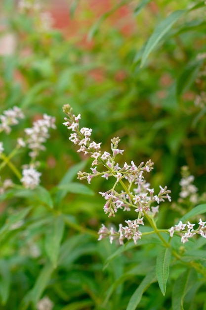 Limón Beebrush flores Aloysia citrodora