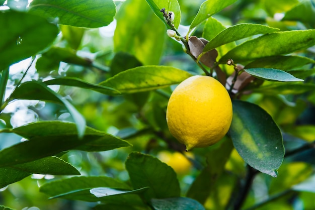 Foto limón de cerca en el limonero