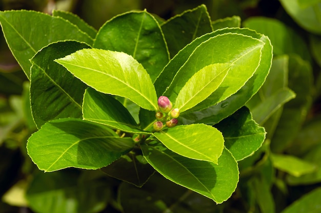 Limón (Citrus limon) rosa flores blancas y hojas verdes