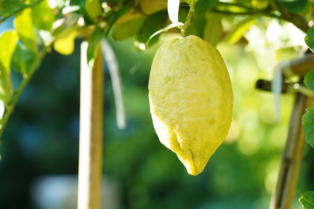 Limón colgando de un árbol. Creciendo Limón.