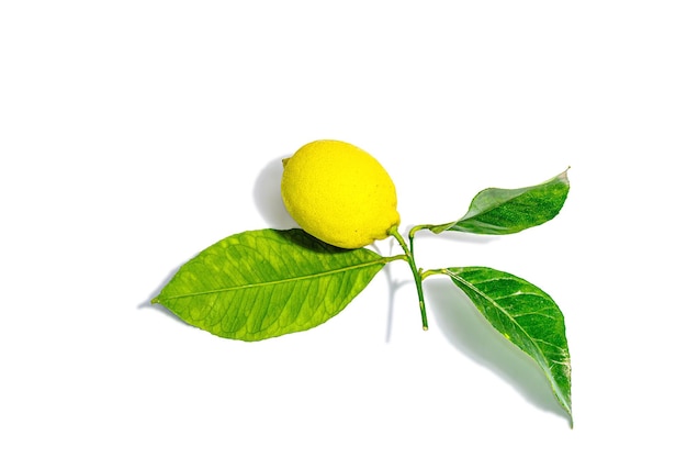 Limón entero maduro con hojas frescas aisladas sobre fondo blanco Ingrediente vitamínico de fruta jugosa
