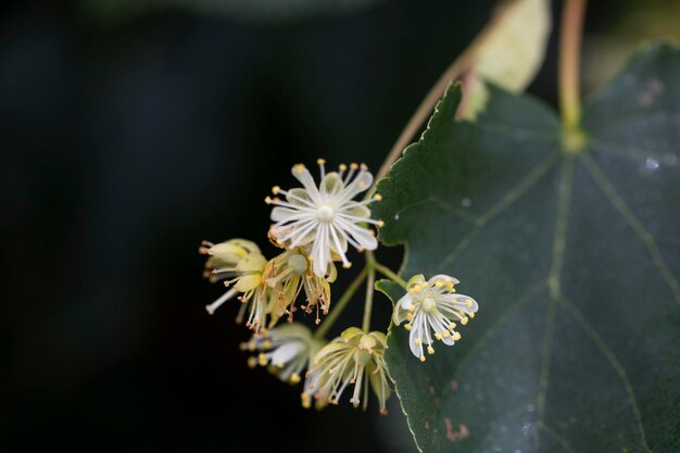 El limón florece con hojas verdes en un árbol en verano