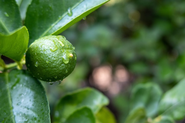 Limón entre hojas verdes con gotas de agua de lluvia