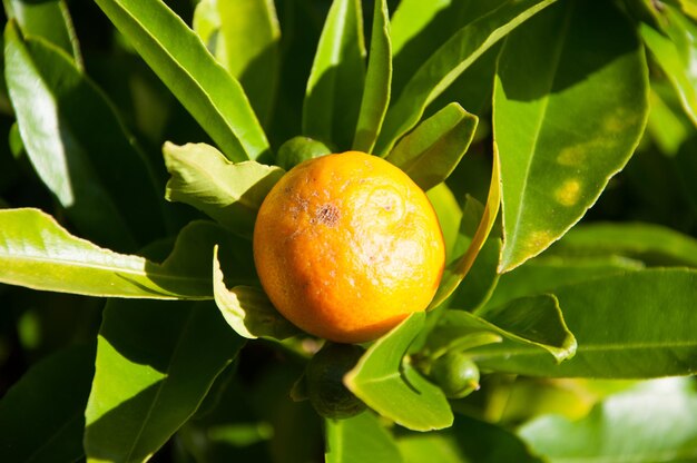 Limón en un limonero