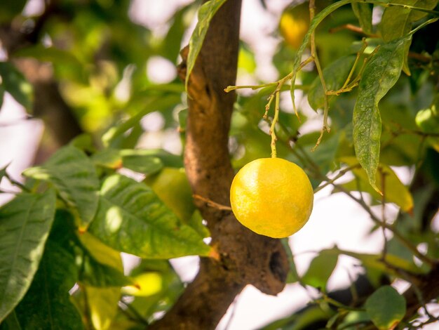 Foto limón en un limonero