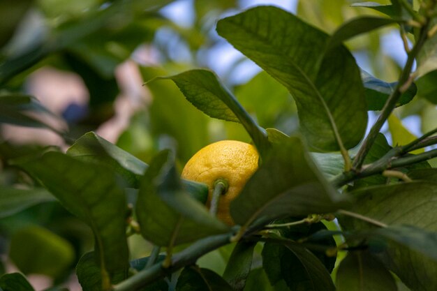 Foto limón maduro entre las hojas del limonero en una toma de cerca