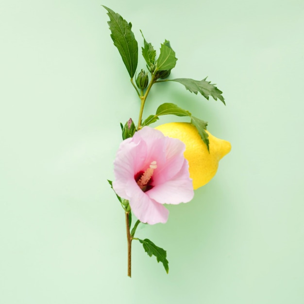 Limón en una rama de hibisco con hojas verdes y hermosa flor sobre fondo verde plano