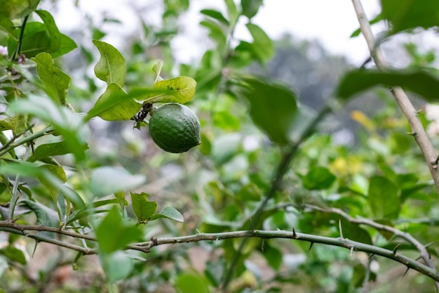 Foto limón verde fresco orgánico que crece en el árbol en el jardín