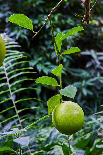 Limón verde fresco en una rama en un jardín exuberante