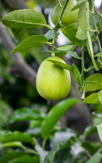 Limón verde joven enfocado poco profundo que cuelga en el árbol