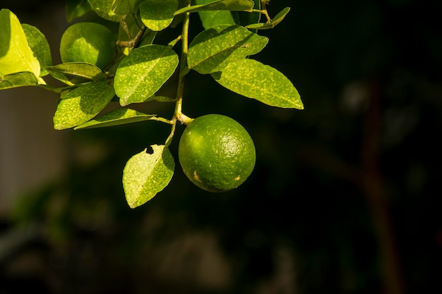 Limón verde joven en un foco superficial del árbol