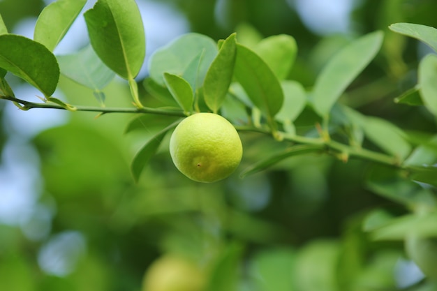 limon verde