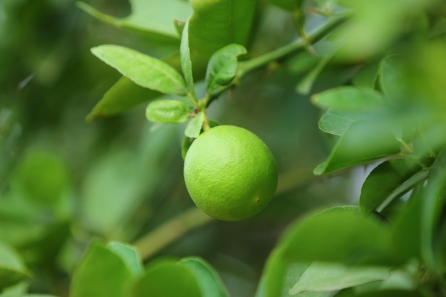 limon verde