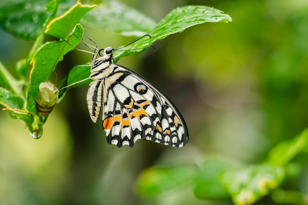 Limone Butterfly aus dem Kokon