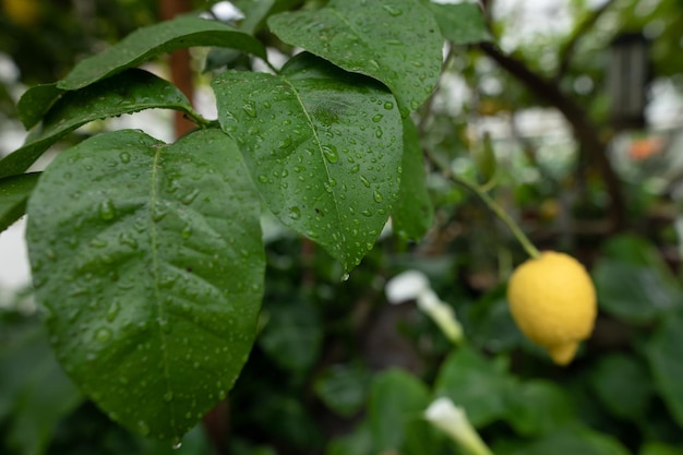 Limonero con gotas de rocío