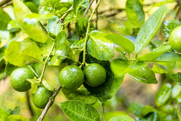 limonero tailandés