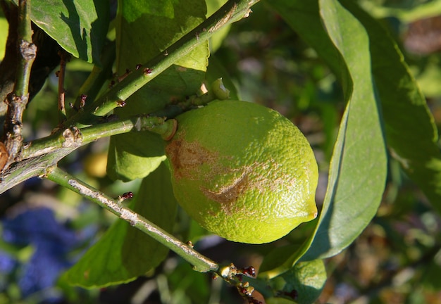 un limonero