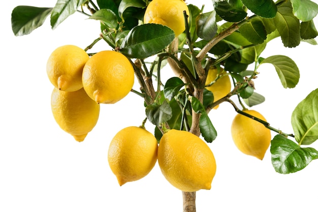 Limones amarillos en un árbol de cítricos en maceta ornamental aislado en blanco