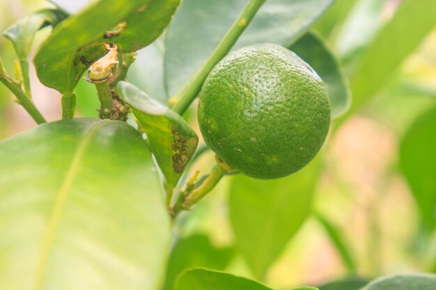 Limones en el árbol en la granja