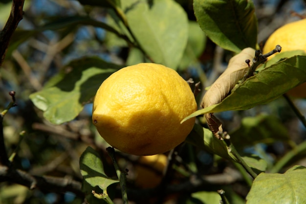 limones en un árbol