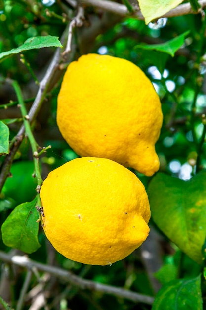 Limones en un arbol