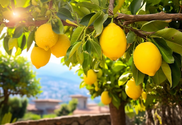 Foto limones creciendo en un jardín soleado en la costa de amalfi en italia