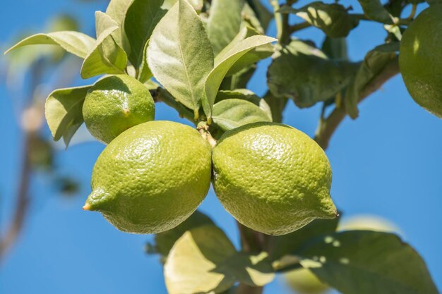 Limones inmaduros en el árbol