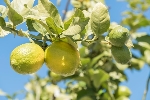 Limones inmaduros en el árbol