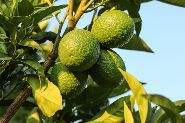 Limones inmaduros y hojas de un árbol, cielo de fondo.