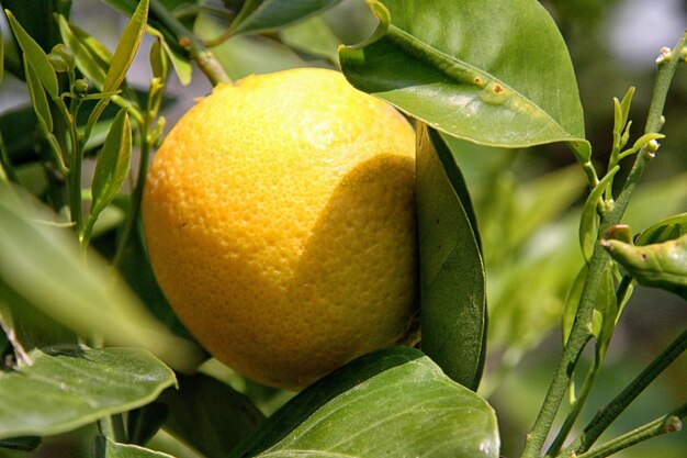 Limones en limonero