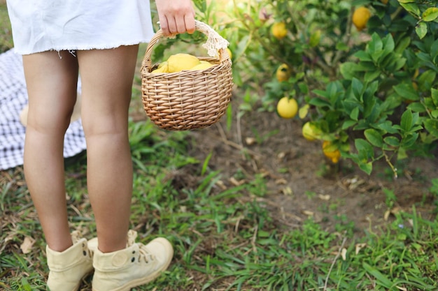 Limones maduros amarillos frescos en el árbol Limón creciente con cesta llena de limón en la granja