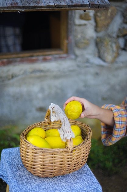 Limones maduros amarillos frescos en el árbol Limón creciente con cesta llena de limón en la granja