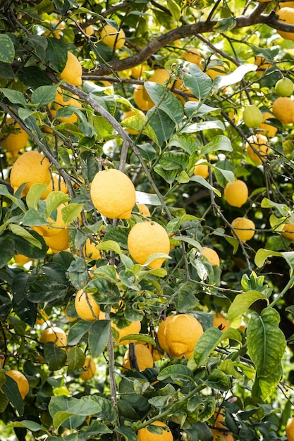 Limones maduros amarillos frescos en las ramas de los árboles de limón en el huerto de Murcia España