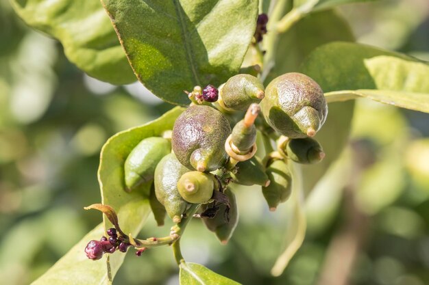 Limones que crecen en el árbol en primavera