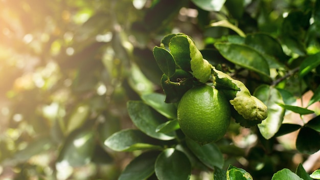 limones verdes en el árbol en el jardín