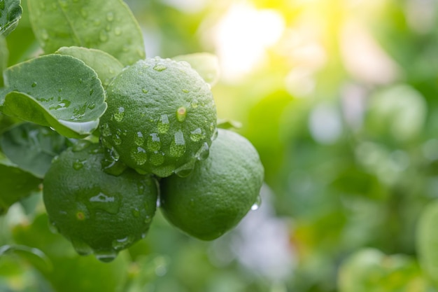 Foto limones verdes colgando de un árbol con la luz del sol de la mañana