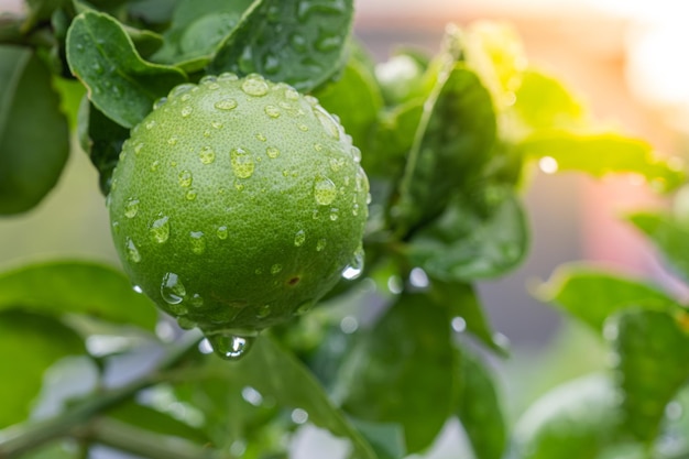 Foto limones verdes colgando de un árbol con la luz del sol de la mañana