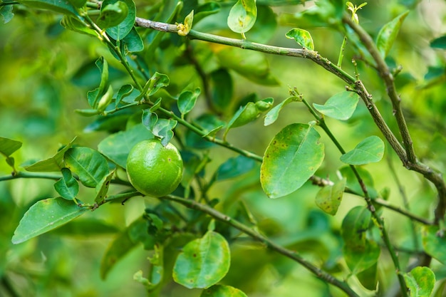 Los limones verdes crecen en el limonero en un jardín cosechar cítricos