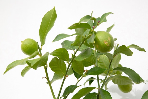 Limones verdes y hojas en la pared blanca