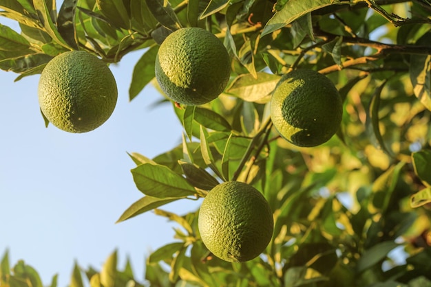 Limones verdes inmaduros en ramas de árboles con hojas, luz de puesta de sol por la tarde, cielo de fondo.