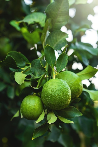 Limones verdes maduros en el pequeño árbol de hoja perenne