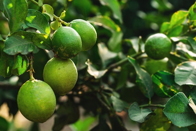 Limones verdes maduros en el pequeño árbol de hoja perenne