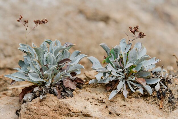 Limonium alicunense - do gênero de plantas da família plumbaginaceae.