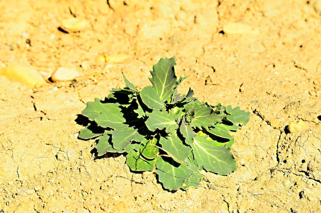 Foto limonium minus - é do gênero de plantas da família plumbaginaceae.