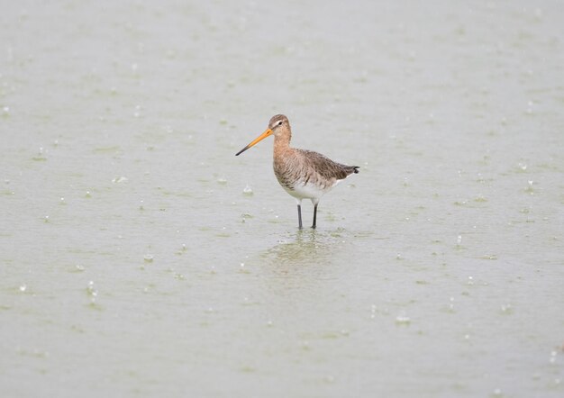 Foto limosa limosa en la lluvia en la laguna de fuente de piedra málaga