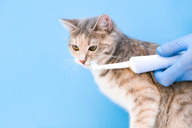 Limpando os dentes dos gatos no escritório dos veterinários. exame de saúde dos animais de estimação. fundo médico azul