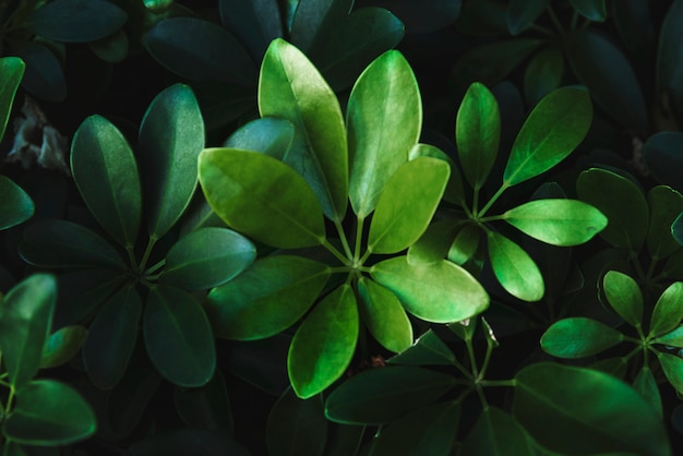 Limpe folhas botânicas verdes no jardim