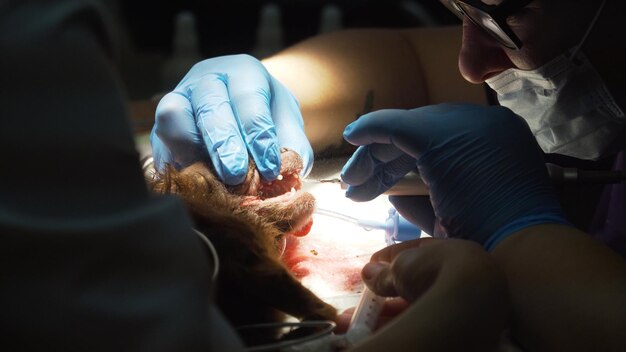 Limpeza de dentes de cão