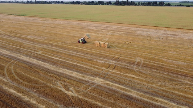 Limpeza de pilhas de palha no campo após a colheita tractor recolha de pilhos de palha depois da colheita de trigo