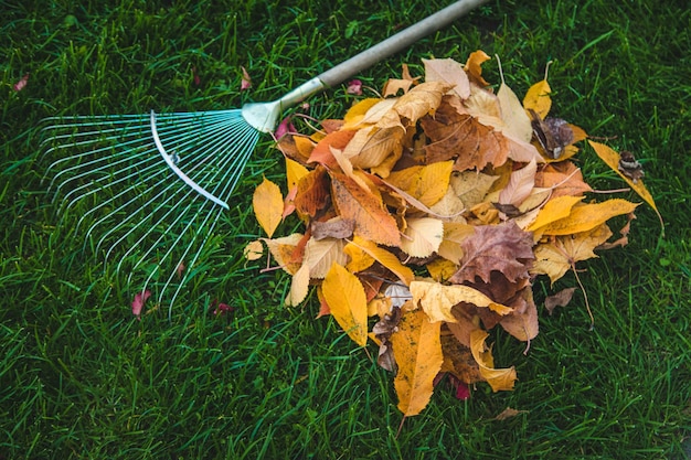 Limpiar las hojas en el parque de otoño Naturaleza de enfoque selectivo